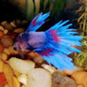 Meet your Posher, Tessa